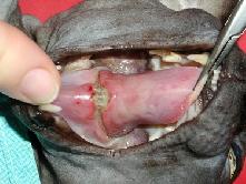 Lineární cizí těleso I